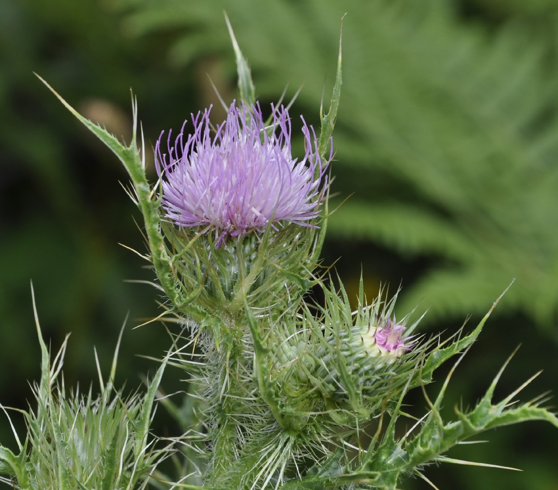 Изображение особи Cirsium creticum.