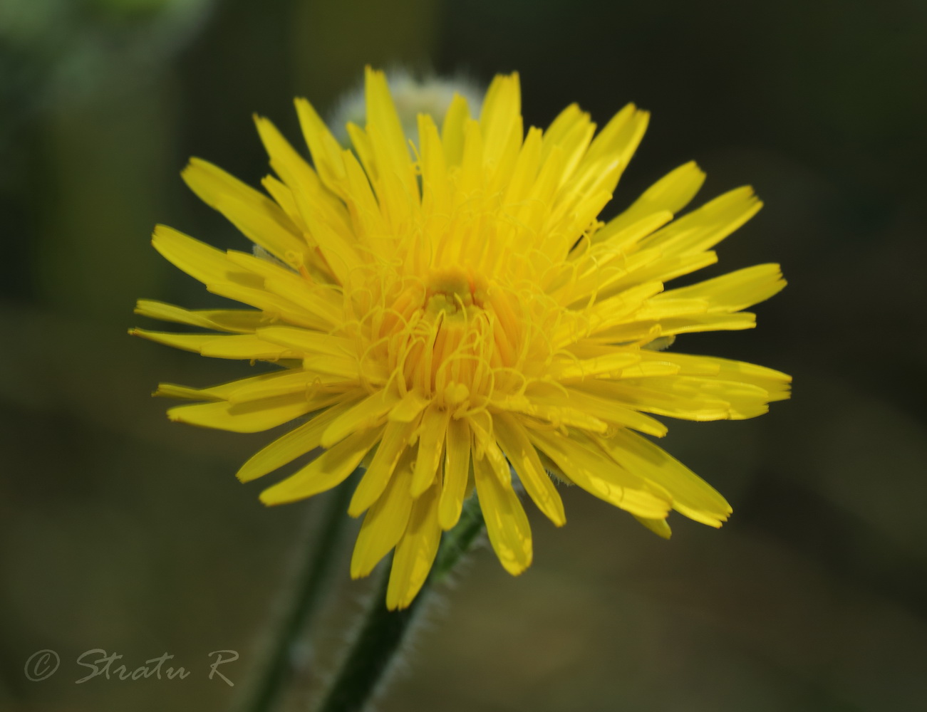 Изображение особи Crepis rhoeadifolia.