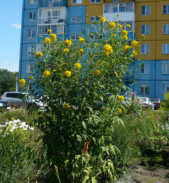 Image of Rudbeckia laciniata var. hortensia specimen.