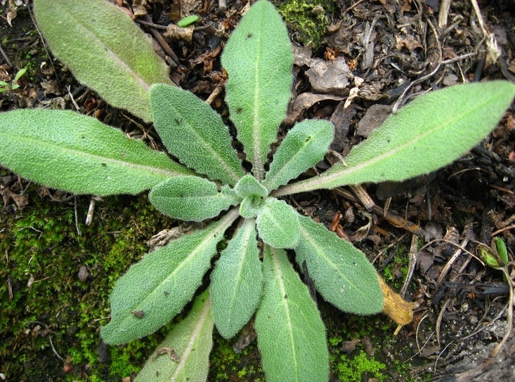 Image of Turritis glabra specimen.