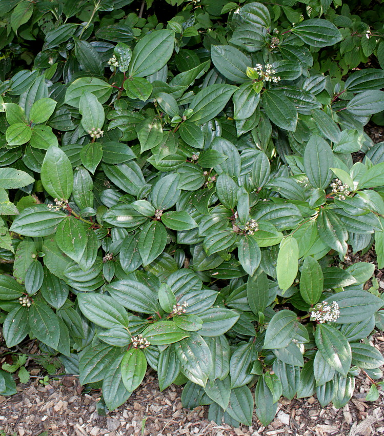 Image of Viburnum davidii specimen.