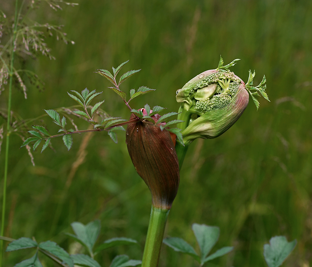 Изображение особи Angelica sylvestris.