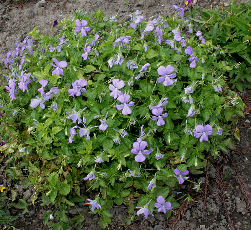 Image of Viola cornuta specimen.