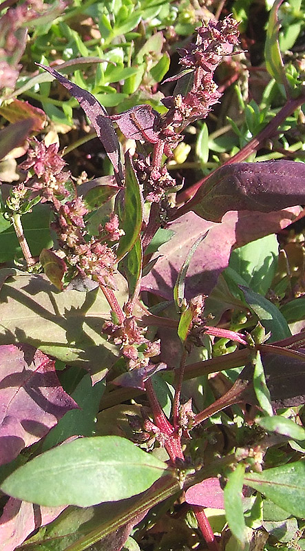 Image of Atriplex kuzenevae specimen.