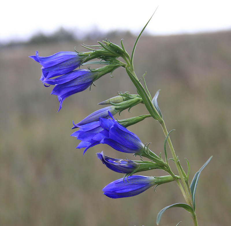 Image of Gentiana pneumonanthe specimen.