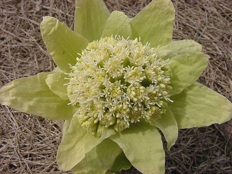 Image of Petasites amplus specimen.