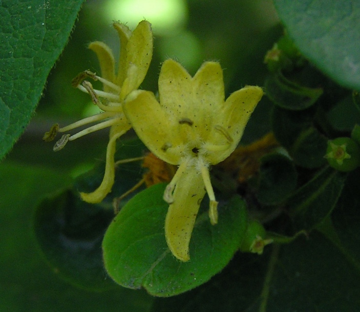 Изображение особи Lonicera ruprechtiana.