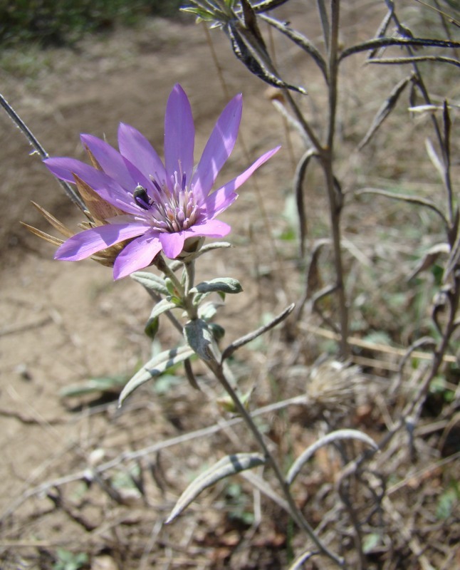 Image of Xeranthemum annuum specimen.