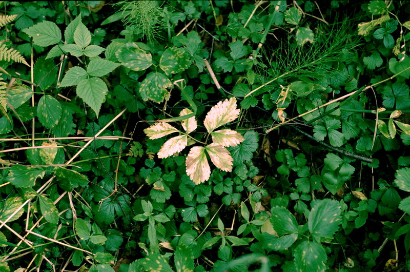 Image of Aegopodium latifolium specimen.