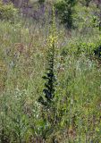 Verbascum pyramidatum. Цветущее растение. Краснодарский край, окр. Новороссийска, обочина дороги в урочище \"Дюрсо\" недалеко от Абрау-Дюрсо. 03.06.2009.