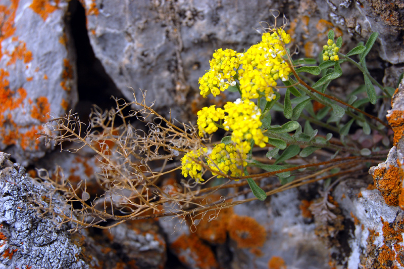 Image of Odontarrhena obovata specimen.