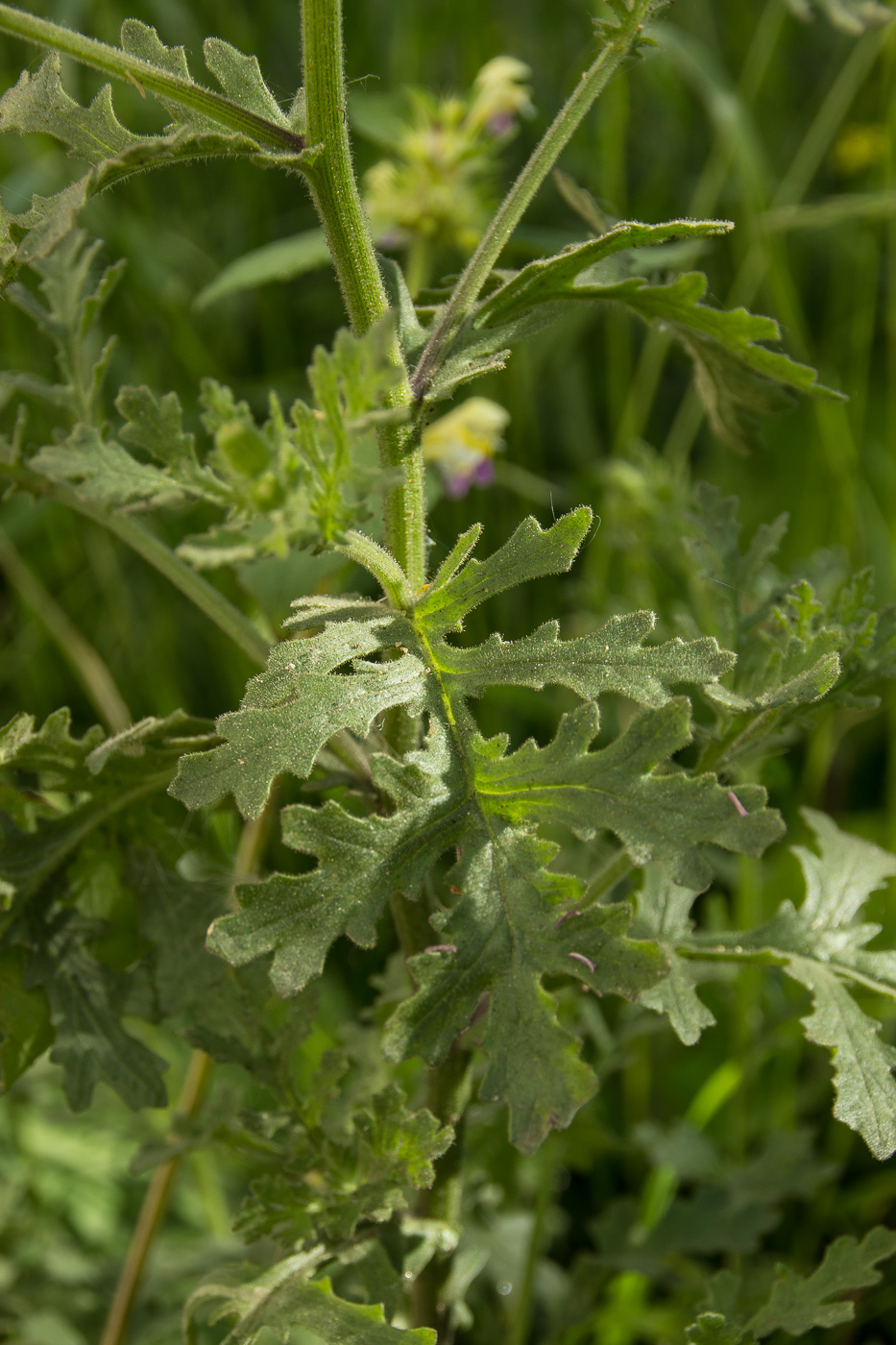 Image of Senecio viscosus specimen.