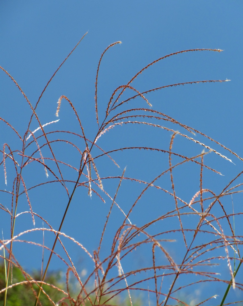 Изображение особи Miscanthus sinensis.