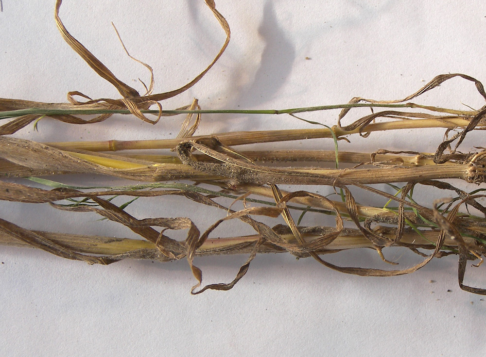 Image of Bromus arvensis specimen.