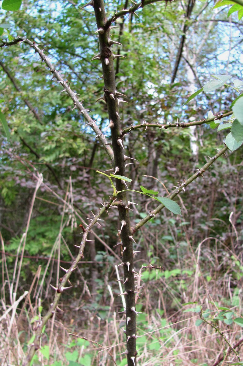 Image of Rosa canina specimen.