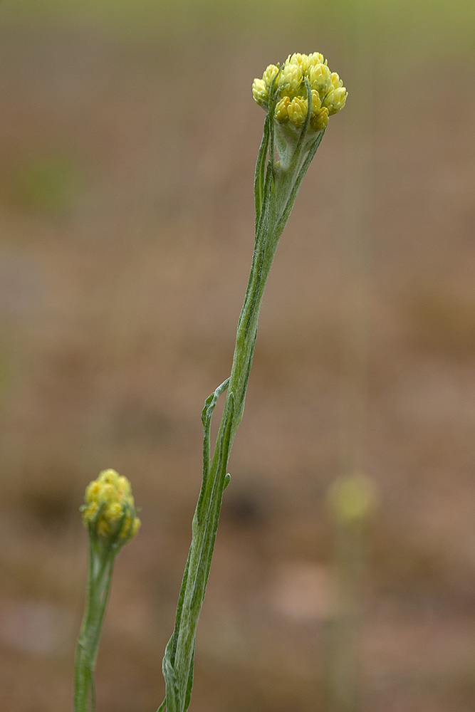 Изображение особи Helichrysum arenarium.