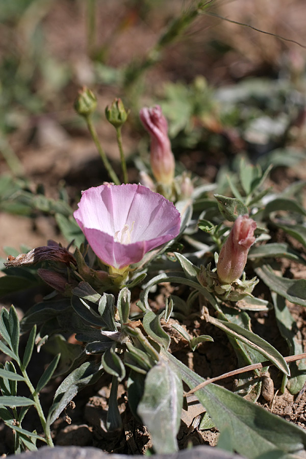 Image of Convolvulus lineatus specimen.