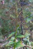 Veratrum lobelianum