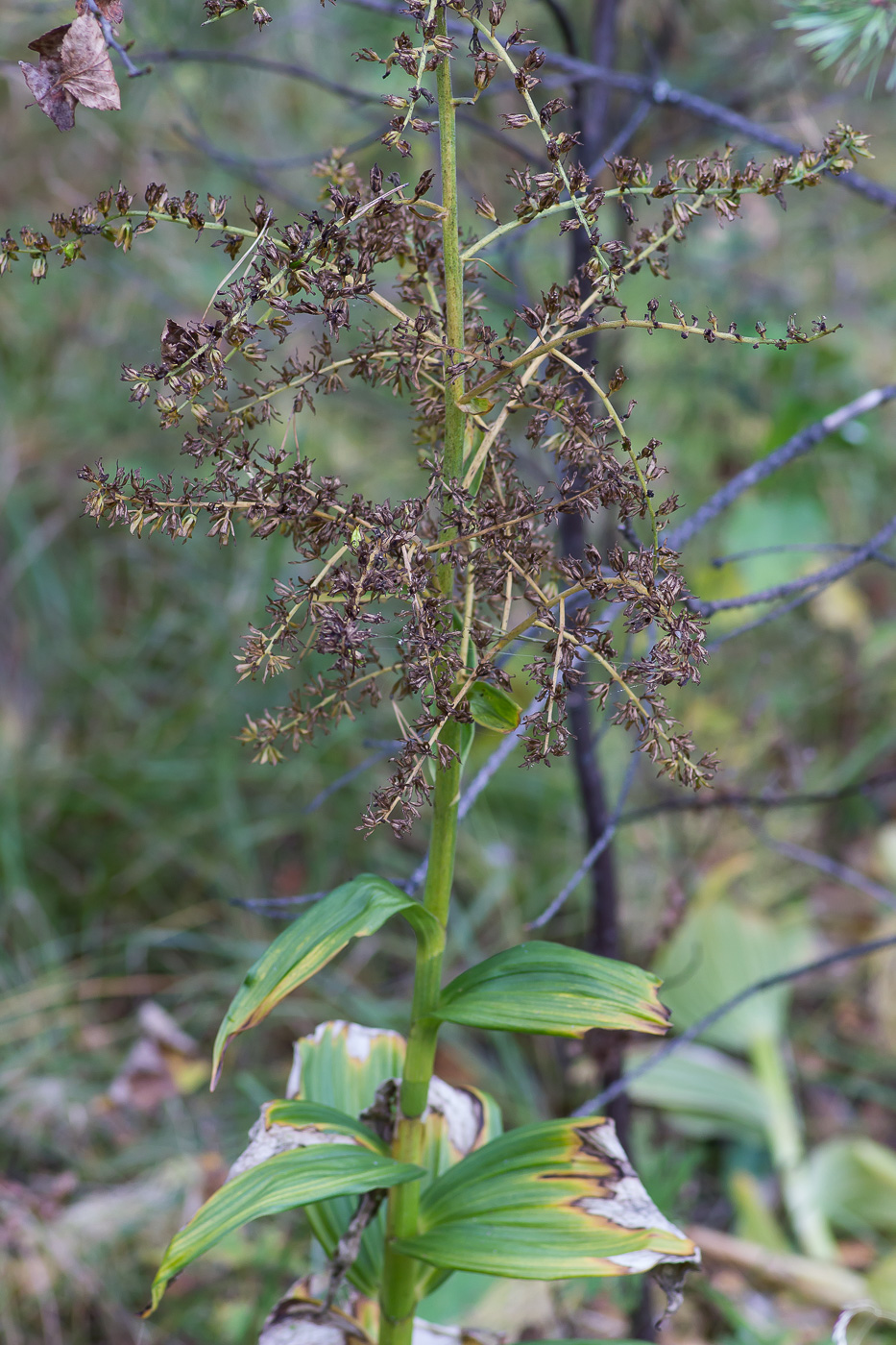 Изображение особи Veratrum lobelianum.