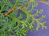Смотреть изображение Chamaecyparis obtusa
