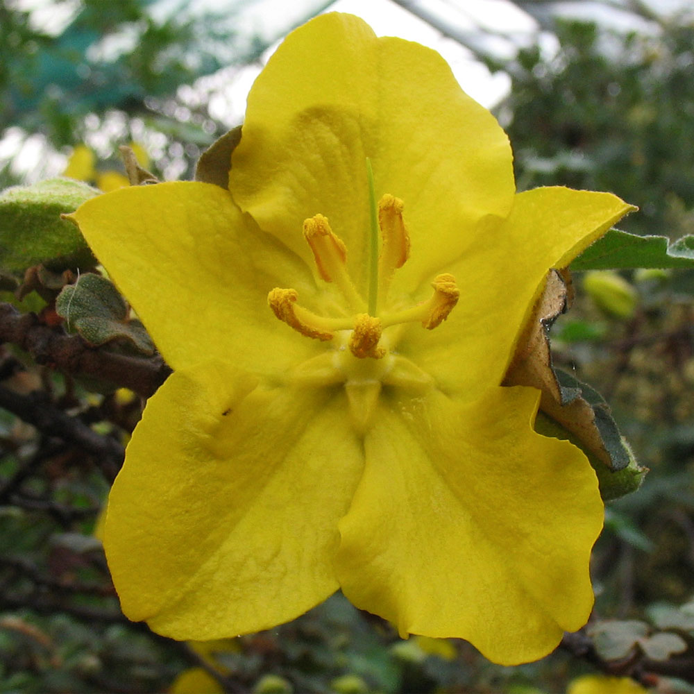 Image of Fremontodendron californicum specimen.