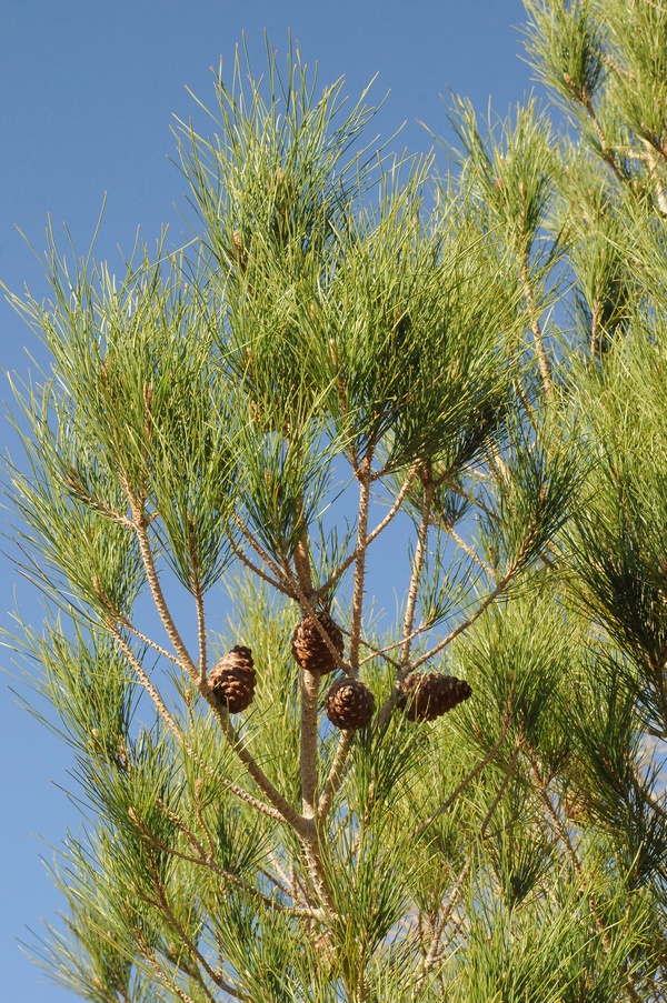 Изображение особи Pinus eldarica.