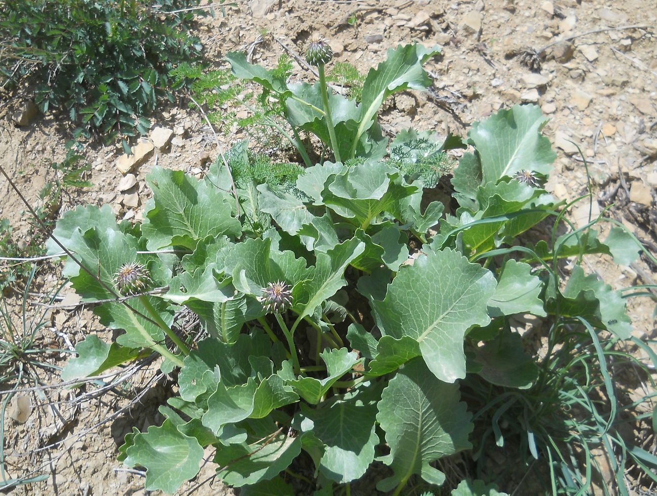 Image of Klasea serratuloides specimen.