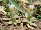 Holosteum umbellatum. Цветущие растения. Краснодарский край, г. Усть-Лабинск, склон правого берега Кубани. 23.02.2016.