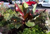 Ensete ventricosum