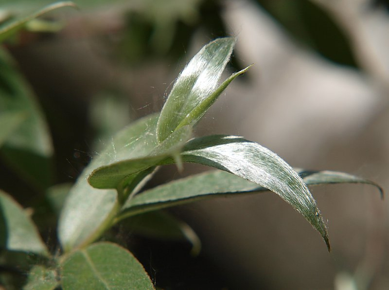 Image of Salix alba specimen.