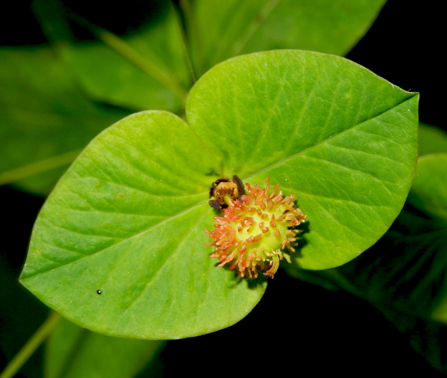 Image of Euphorbia squamosa specimen.