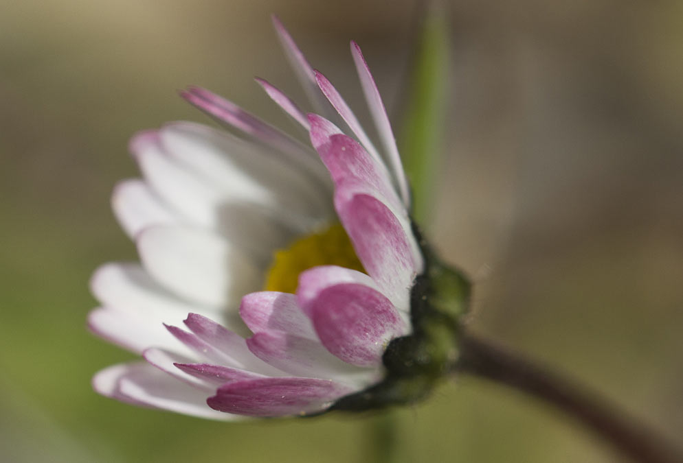 Изображение особи Bellis annua.