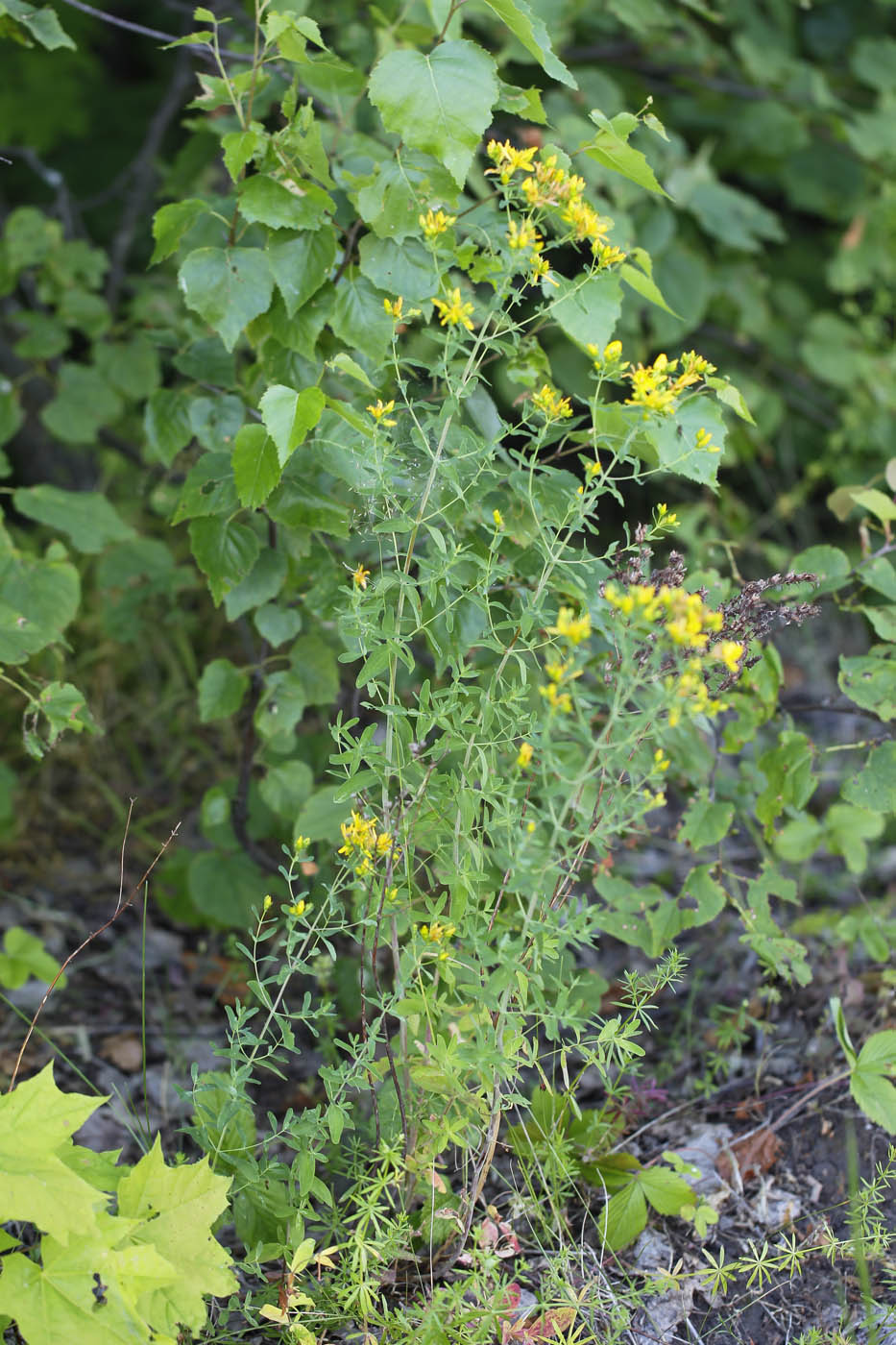 Image of Hypericum perforatum specimen.