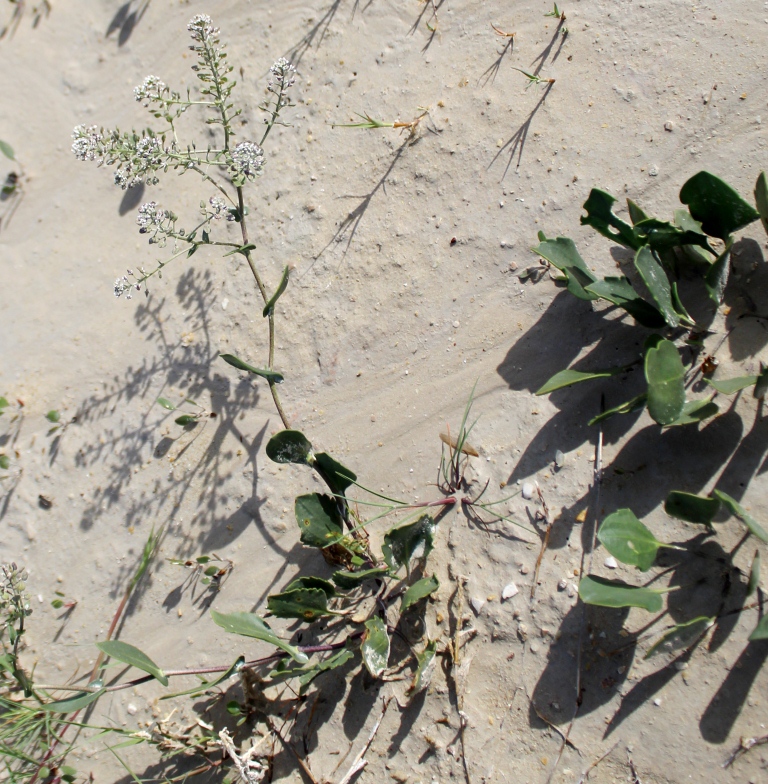 Image of Lepidium cartilagineum specimen.