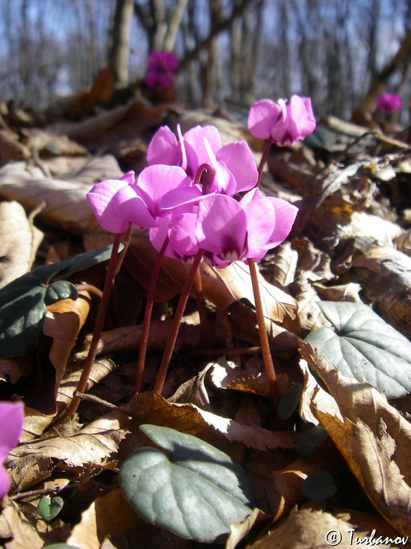 Image of Cyclamen coum specimen.