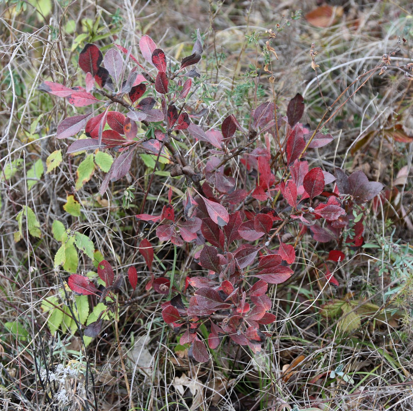 Image of Pyrus elaeagrifolia specimen.