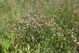 Trifolium hybridum. Куртина цветущих и плодоносящих растений на разнотравно-злаковом лугу по свежим отвалам грунта. Беларусь, Витебская обл., пос. Езерище. 03.07.2016.