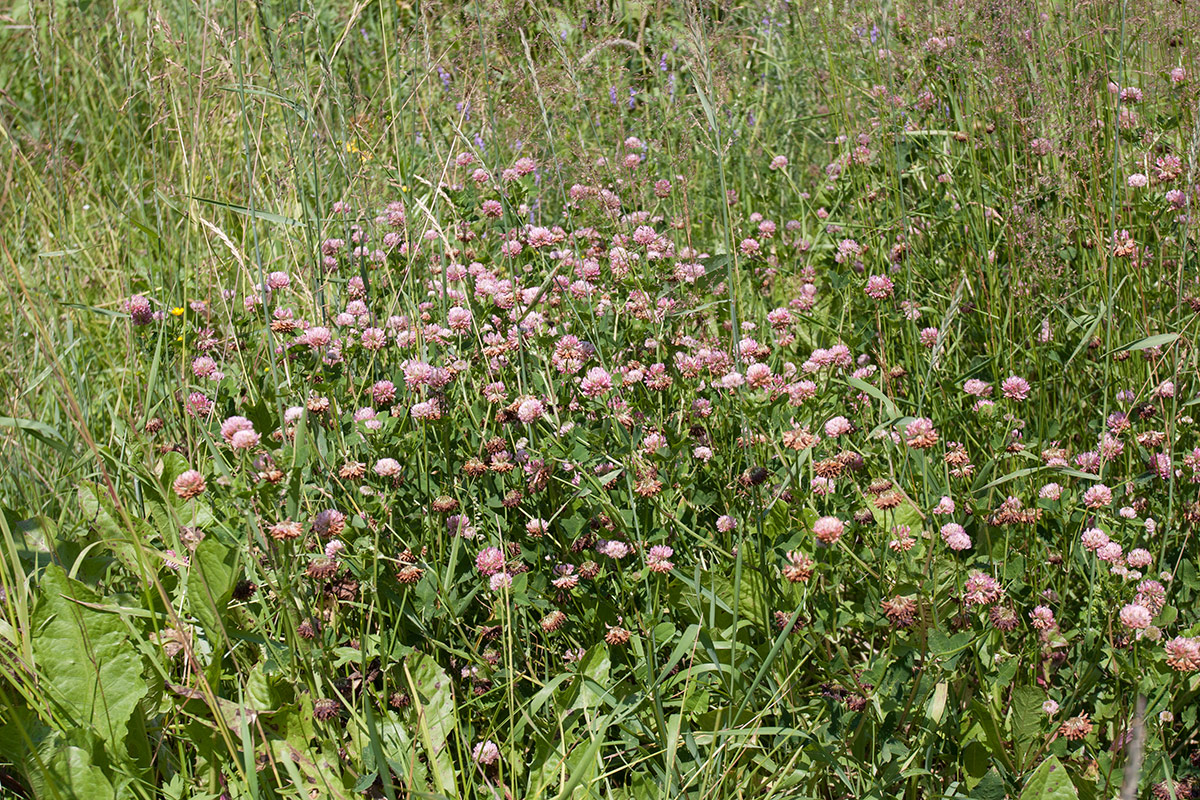 Image of Trifolium hybridum specimen.