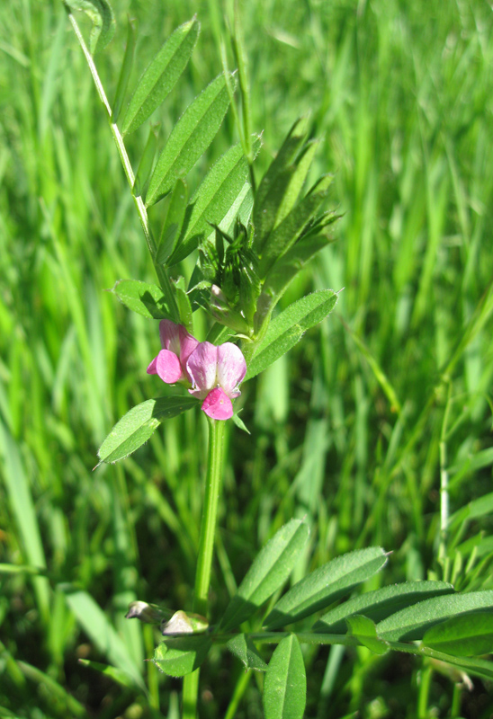 Image of Vicia angustifolia specimen.