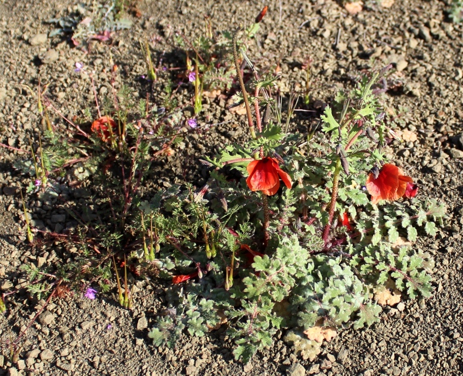 Image of genus Glaucium specimen.