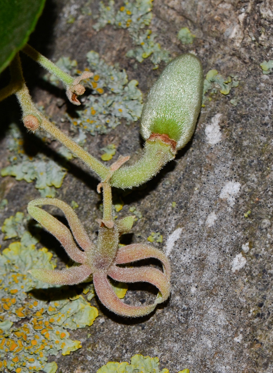 Image of Luehea divaricata specimen.