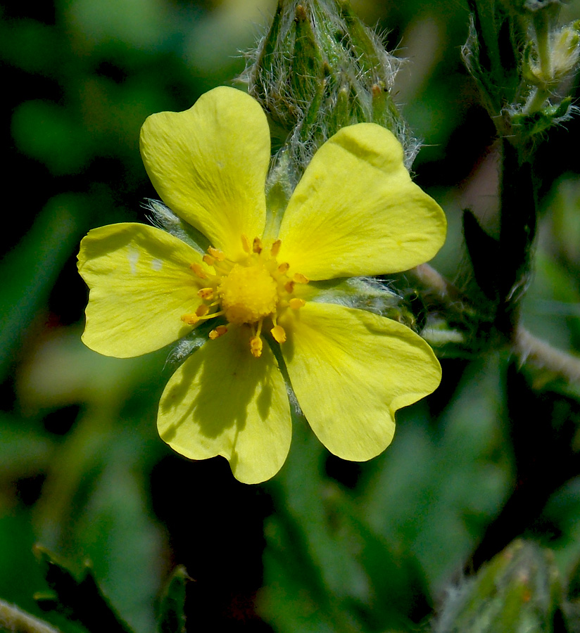 Image of Potentilla recta specimen.