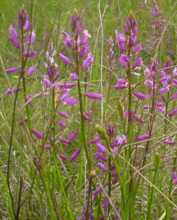 Image of Polygala moldavica specimen.