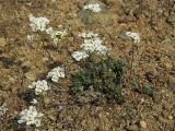 Draba ussuriensis. Цветущие растения. Магаданская обл., Ольский р-н, Ольское шоссе, щебнистая терраса. 05.06.2016.