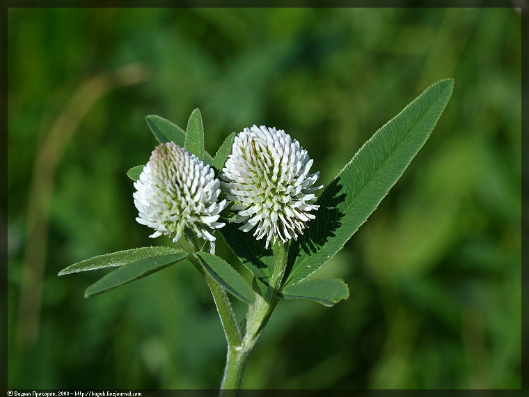 Image of Trifolium montanum specimen.