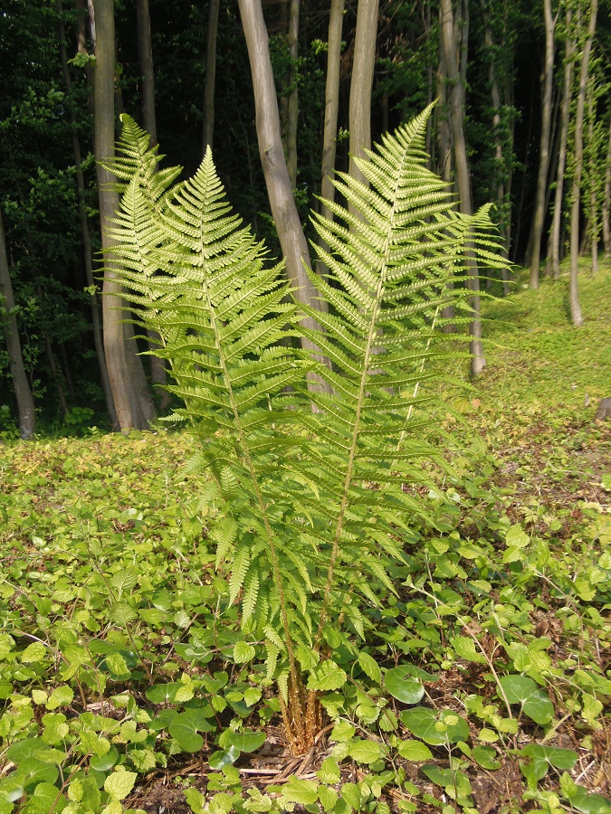 Image of Dryopteris filix-mas specimen.