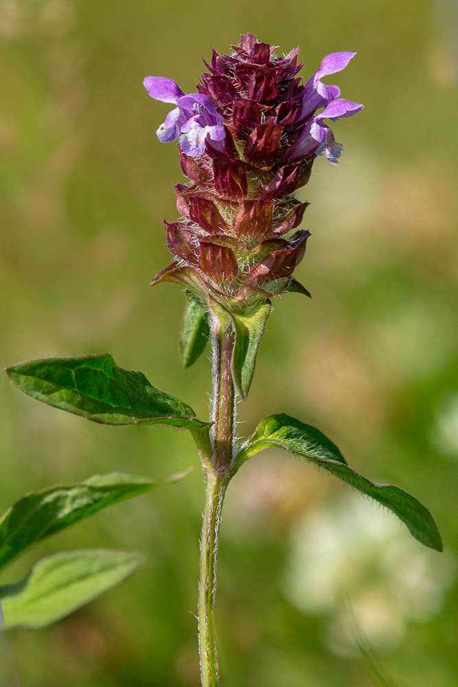 Image of Prunella vulgaris specimen.