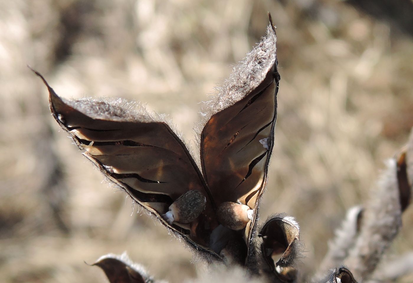 Image of Lupinus polyphyllus specimen.