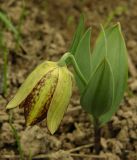 Fritillaria crassifolia