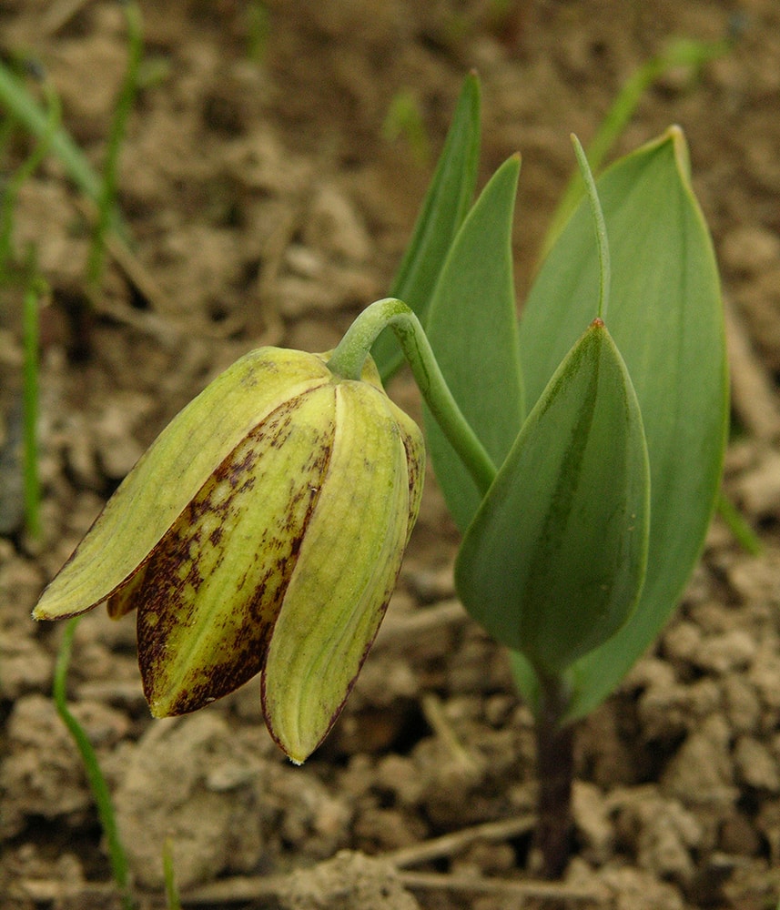 Изображение особи Fritillaria crassifolia.